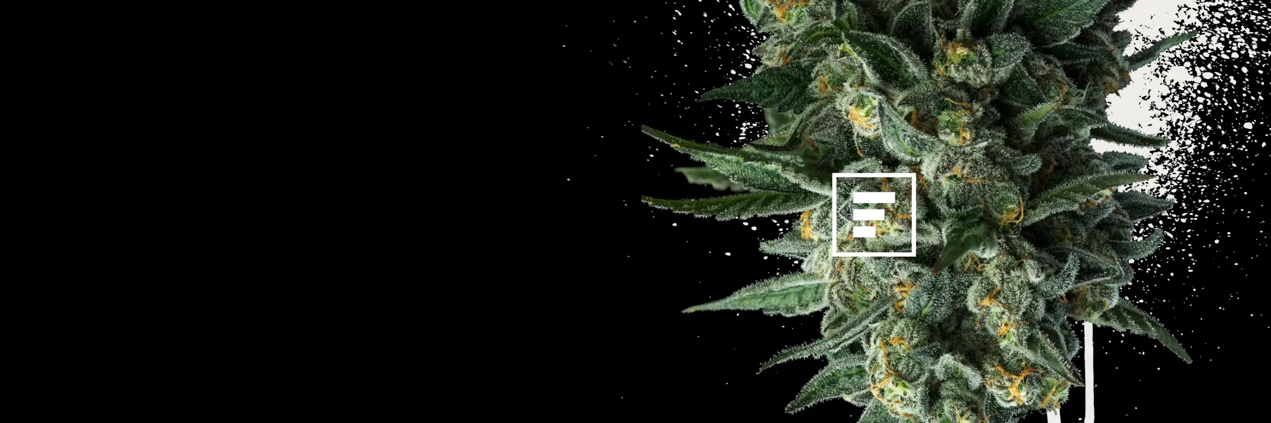 FadeCo Site Hero Banner Black