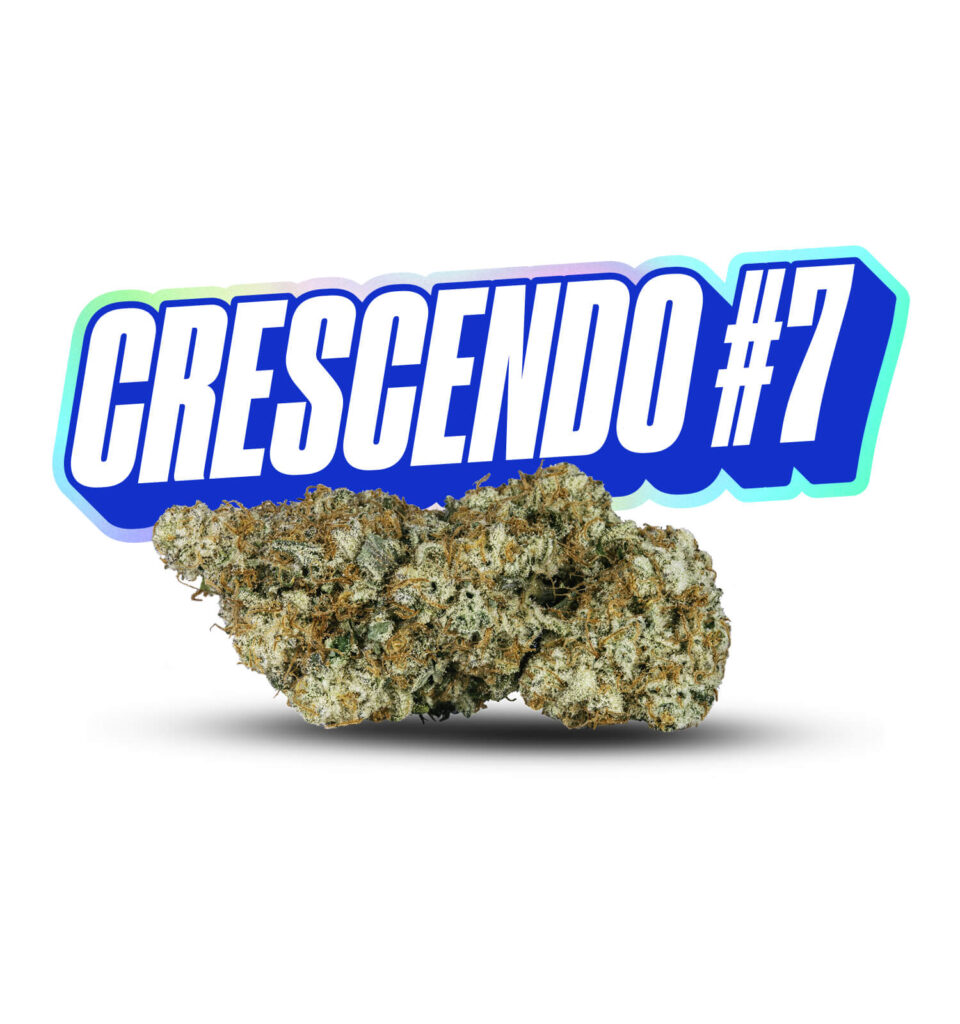 Crescendo 7 Big