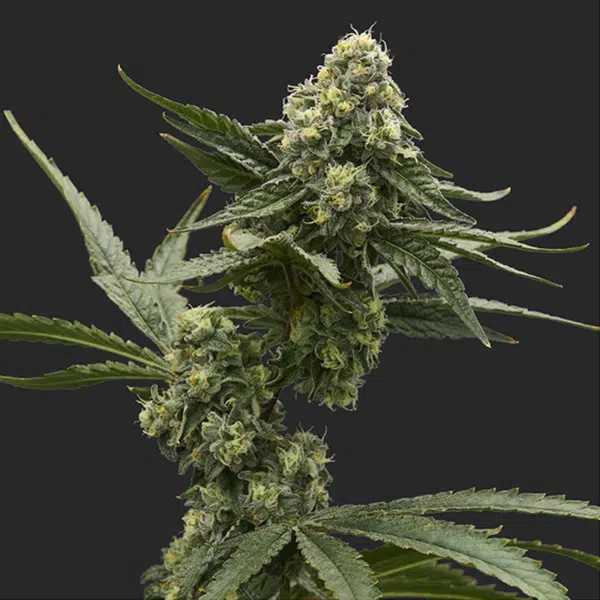 Fade Co. premium indoor cannabis flower