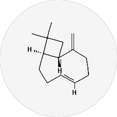 Caryophyllene molecule