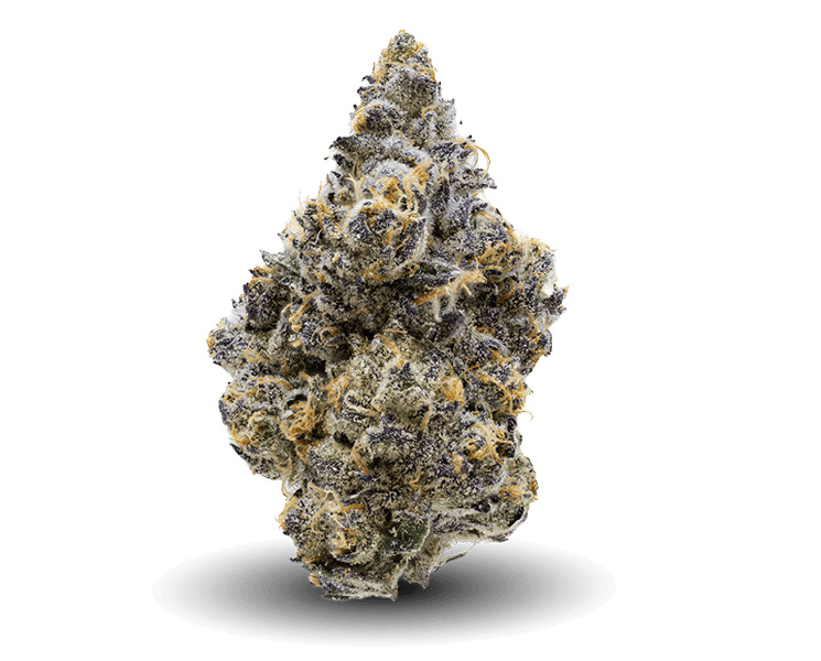 Section A Nug